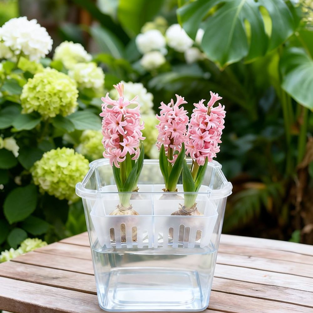 Hydroponische Vase für Tulpen- – Indoor Plants Bewertung und Preis