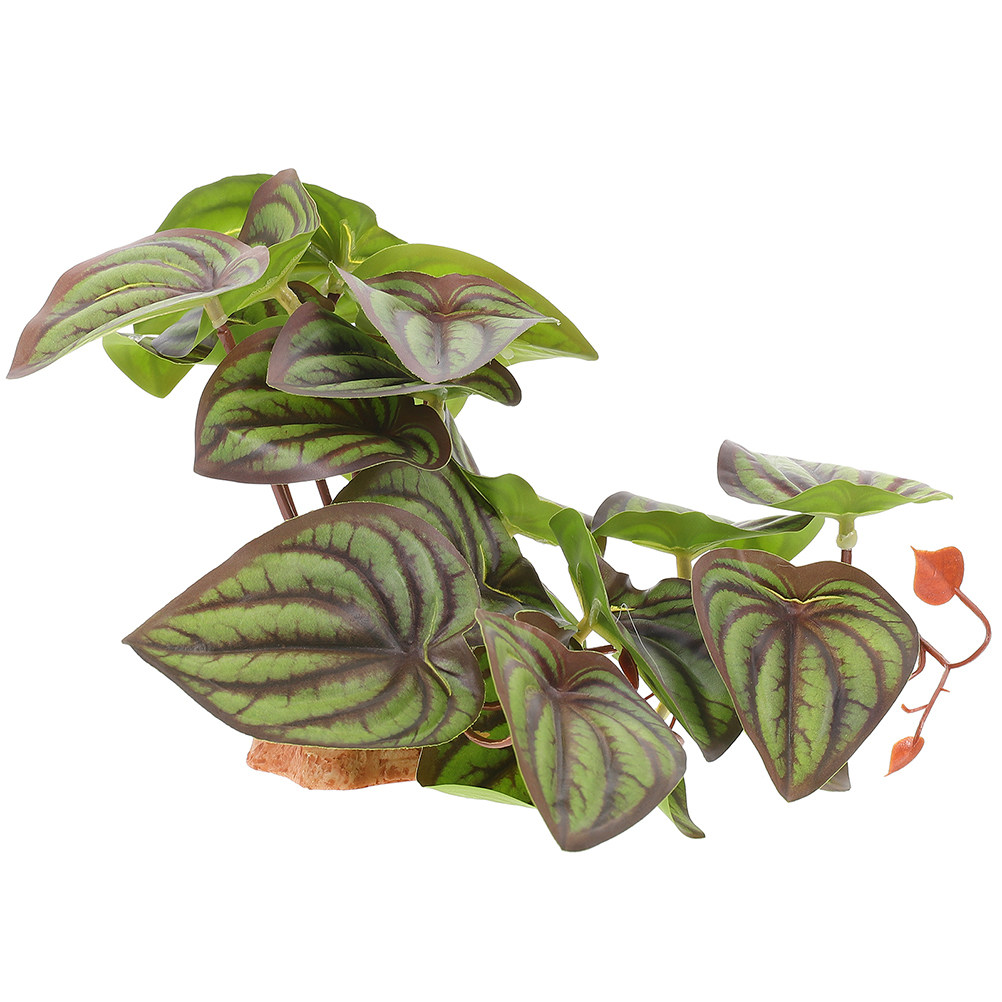 Hochwertige Simulations-Terrar – Snake Plant Bewertung und Preis