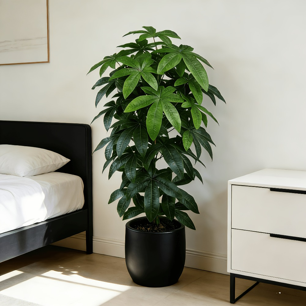 Ein künstlicher Geldbaum (Pach – Succulent Set Bewertung und Preis